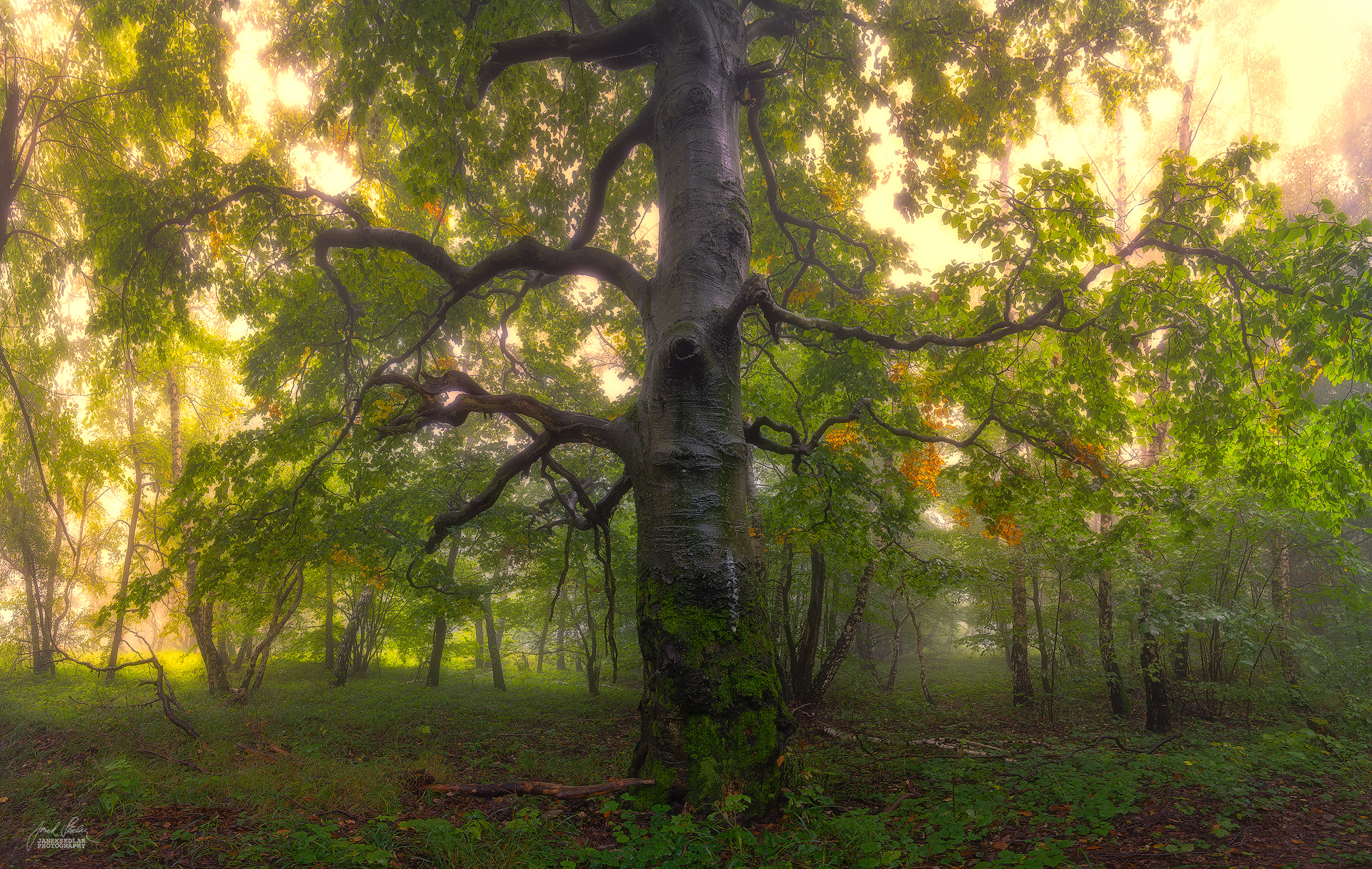 enchantingautumnforest7 – Fubiz Media