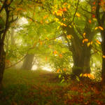 enchantingautumnforest8