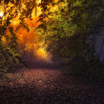 enchantingautumnforest9