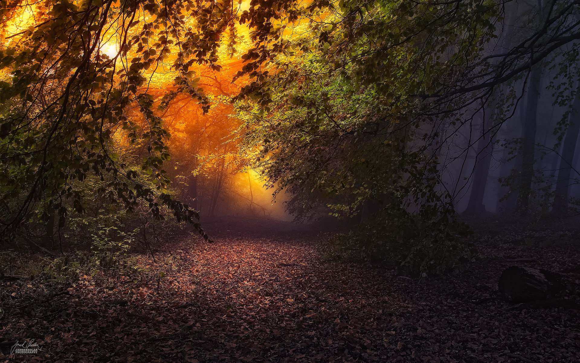 enchantingautumnforest7 – Fubiz Media