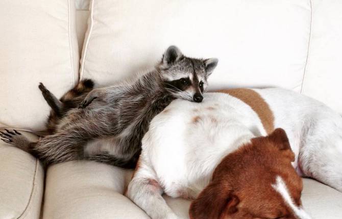 A Tender Friendship between a Raccoon and Dogs