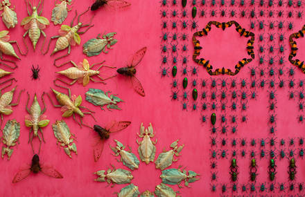 Gallery Filled by 5000 Exotic Bugs Patterns on Walls