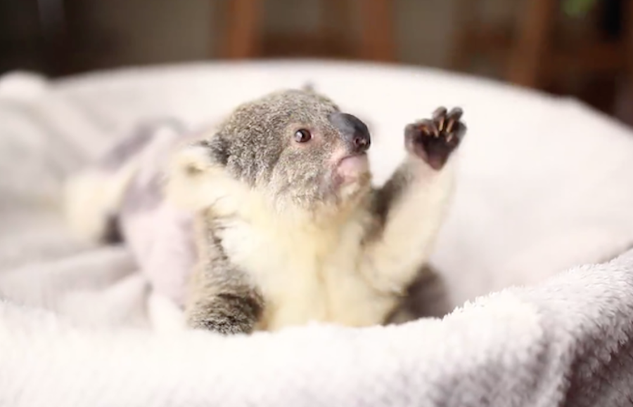 Cute Baby Koala First Photoshoot