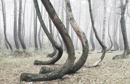 Poland Crooked Forest Filled by 400 Oddly Bent Pine Trees