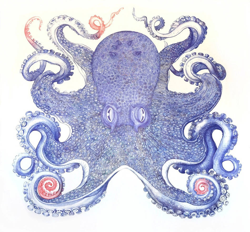 Giant Ballpoint Pen Octopus Drawing Media