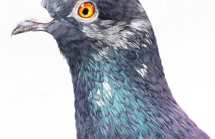 Photorealistic Portraits of a Pigeon