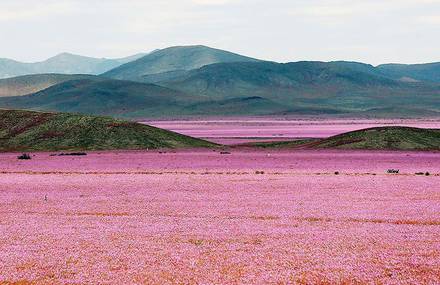 Desert of Vibrant Pink Flowers