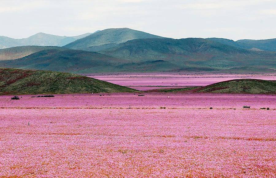 Desert of Vibrant Pink Flowers