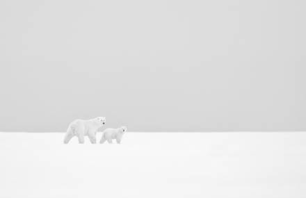 White Arctic and Antarctic Photography