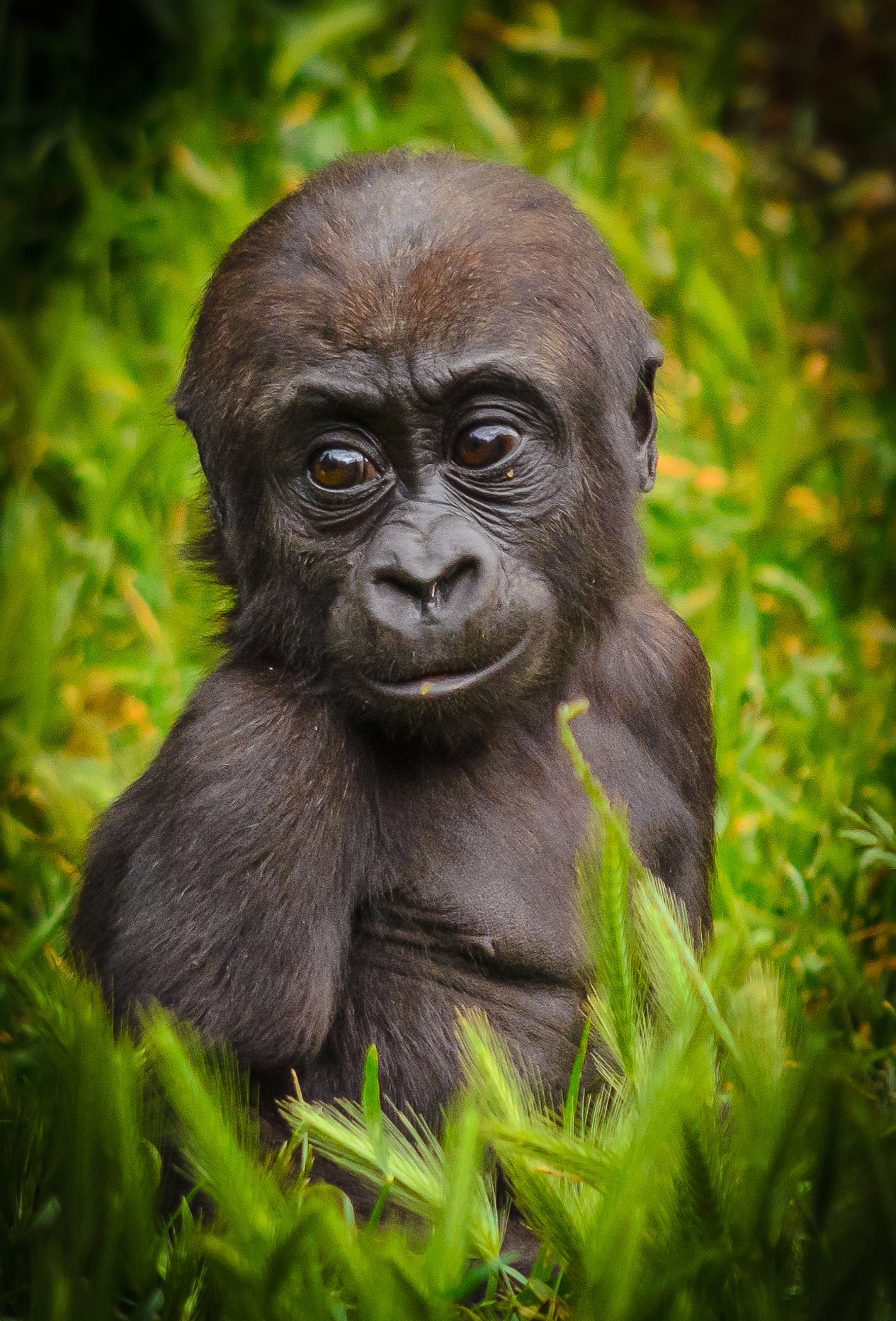 Kanzi the baby gorilla