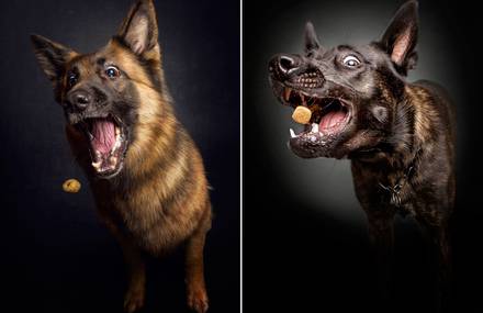 Funny Photographs of Dogs Catching Food