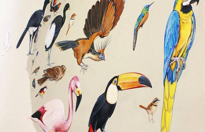 Scientific Illustrator Paints Giant Murals Featuring 243 Bird Families