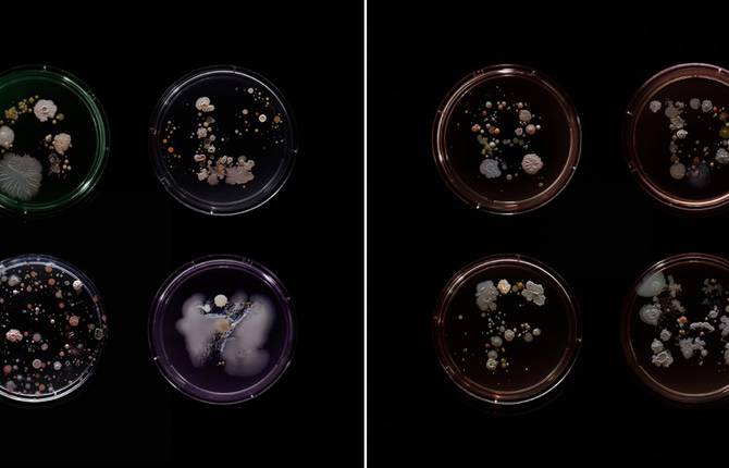 Turning Bacterias from New York Subway into Beautiful Artworks