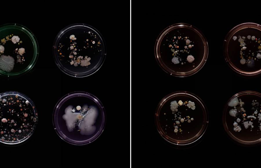 Turning Bacterias from New York Subway into Beautiful Artworks