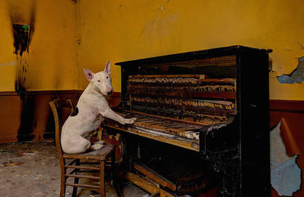 Adorable Bull-Terrier Poses in Abandoned Places