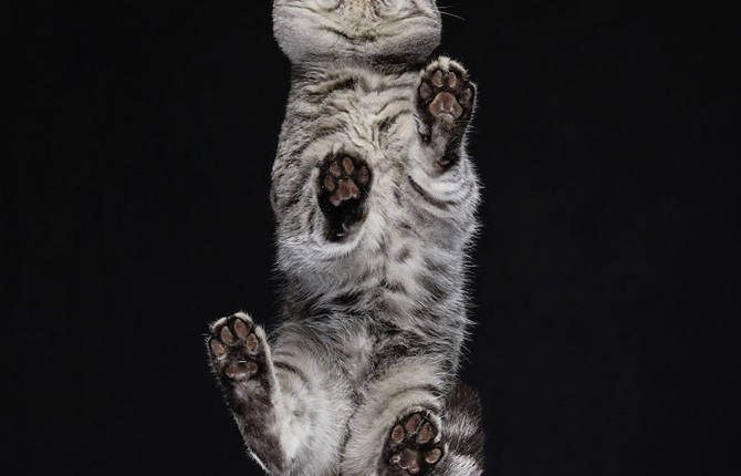 Pictures of Cats from Underneath