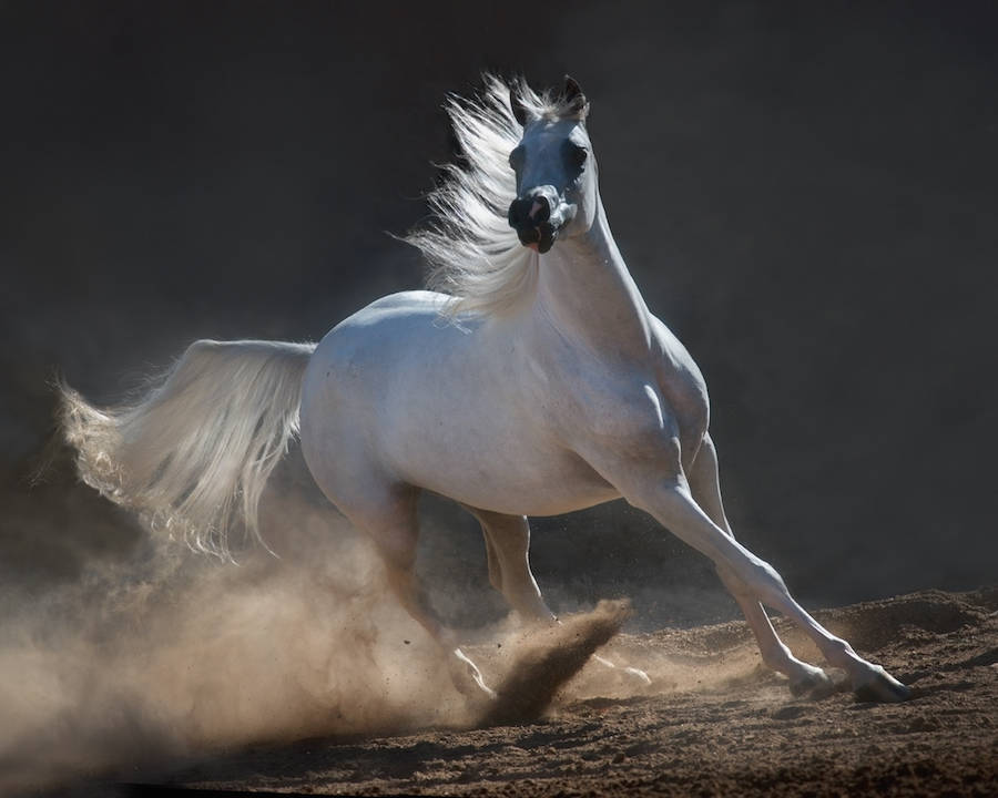 Resultado de imagem para FOTOS De cavalos arabe
