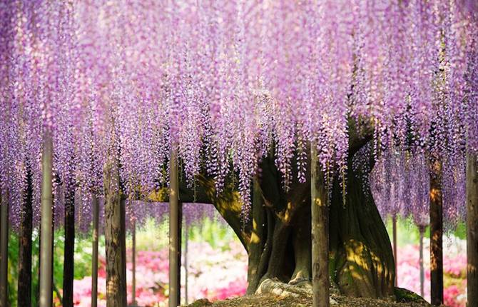 The Most Gorgeous Wisteria Tree in Japan