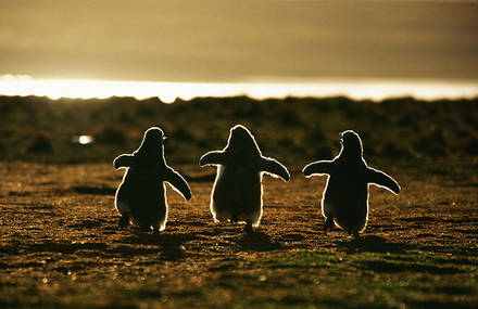 Penguin Awareness Day Photography