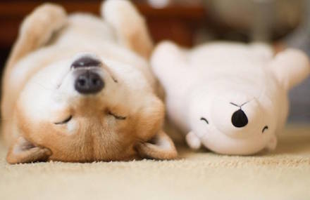 Adorable Shiba Inu Sleeping in the Same Position as its Polar Bear