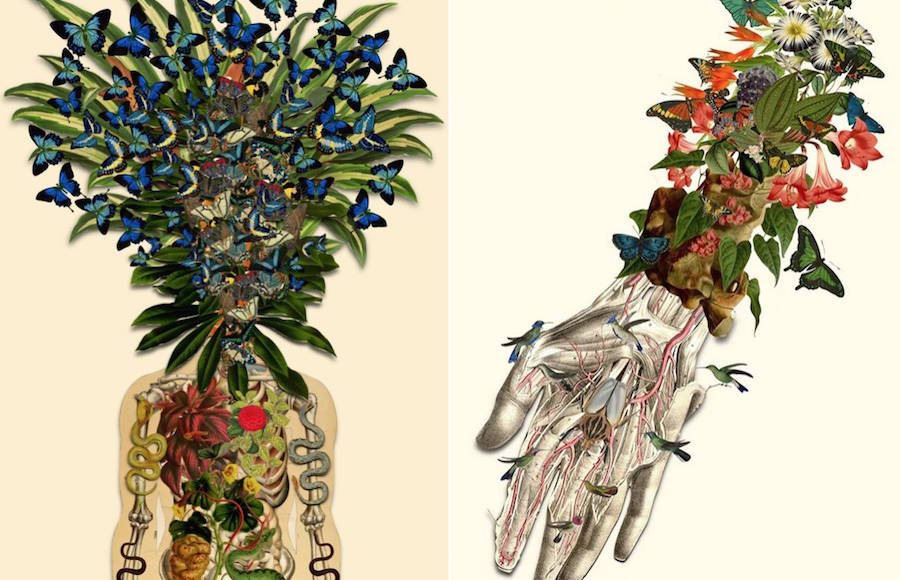 Delicate Collages Inspired by Anatomy and Botany