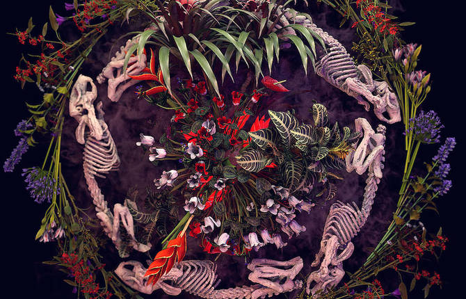 Memento Mori Floral Digital Illustrations