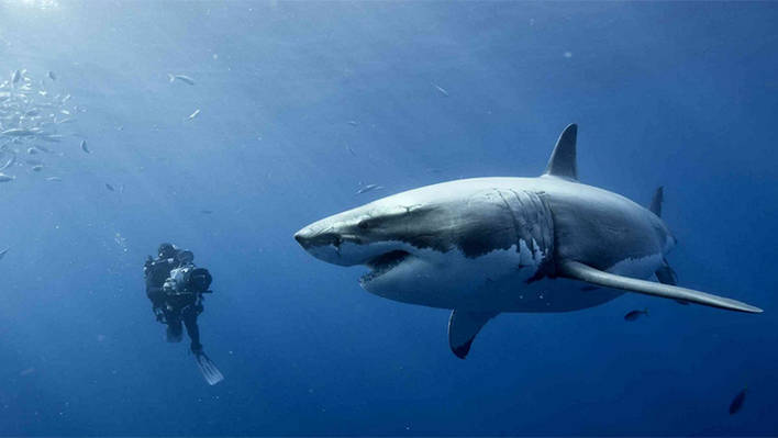 Swimming with Great White Sharks in a 360° Experience
