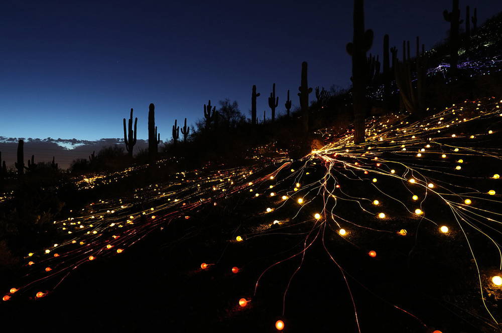 Amazing Field of Lights Installations Media