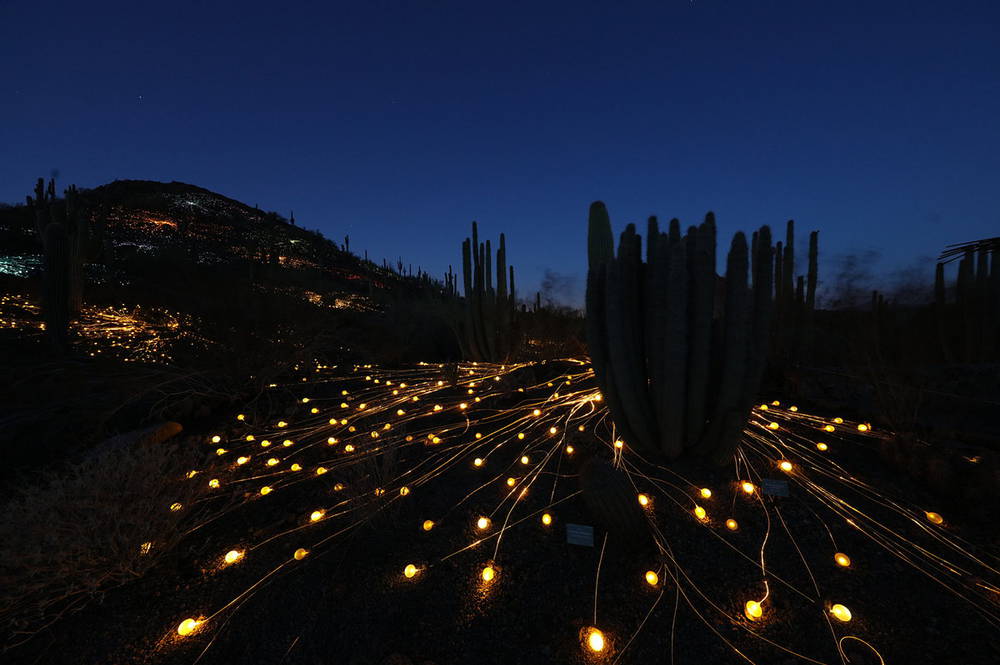 Amazing Field of Lights Installations Media