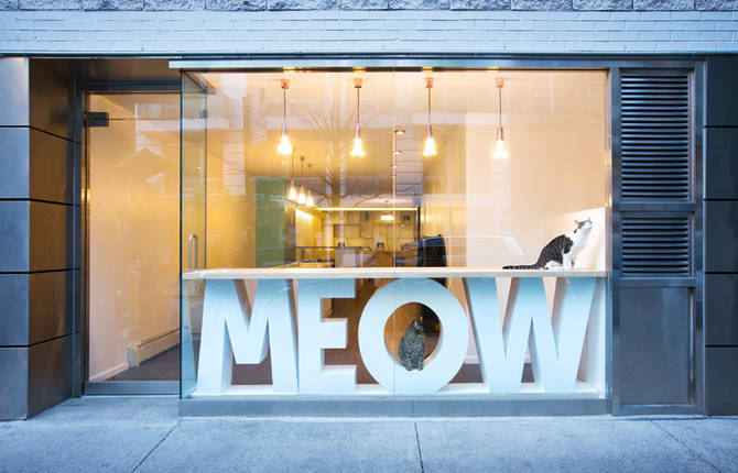 First Design Cat Café in NYC