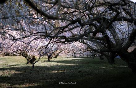 Poetic Spring Scenes in Japan by Hidenobu Suzuki