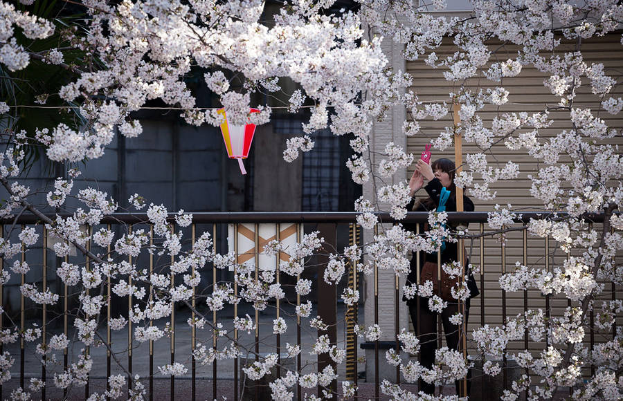 Tokyo Ohanami Spring Photography
