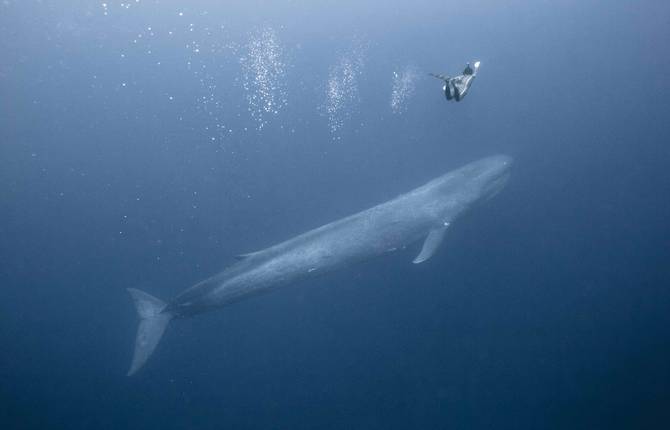 Freedive with The Biggest Animals of the World