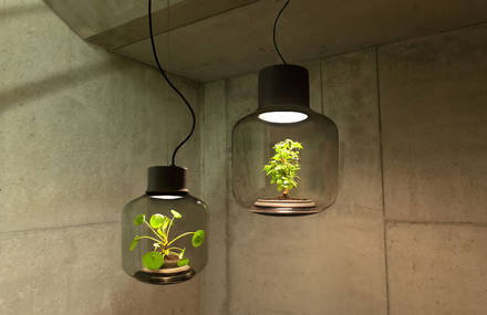 Innovative Mini Lamps to Grow Plants Without Water
