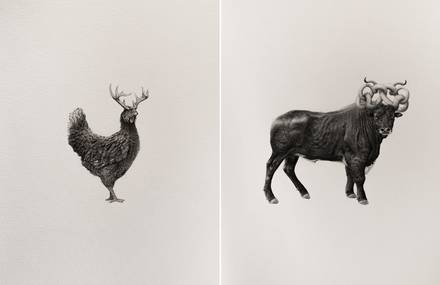 Bestiary of Improbable Animals Drawings