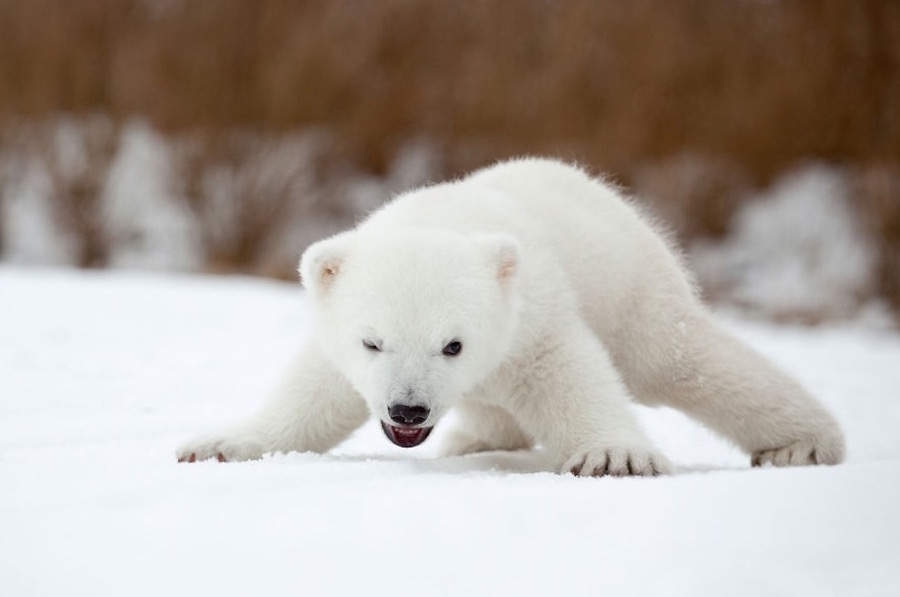 Adorable Baby Polar Bear Photography Media