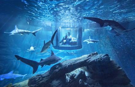 Sleeping with Sharks in a Stunning Airbnb Suite in Paris