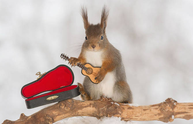 Adorable Wild Red Squirrels Playing with Tiny Music Instruments