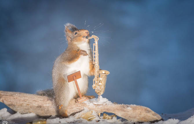 Adorable Wild Red Squirrels Playing with Tiny Music Instruments