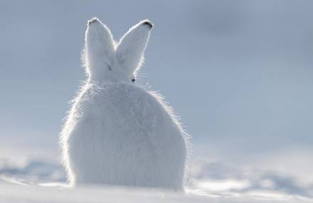 Fascinating Animal Photographs by Vincent Munier