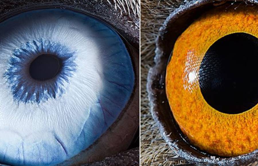 Fascinating Close-Up Shots of Animal Eyes