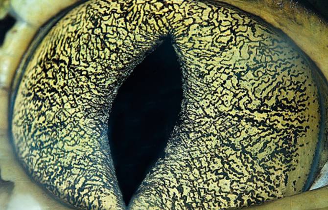 Fascinating Close-Up Shots of Animal Eyes