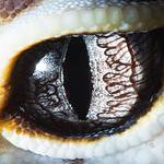 7Suren-Manvelyan-gecko-eublepharis-7