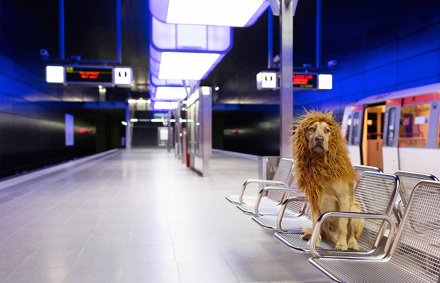 Comical Photographs of a Dog Disguised as a Lion