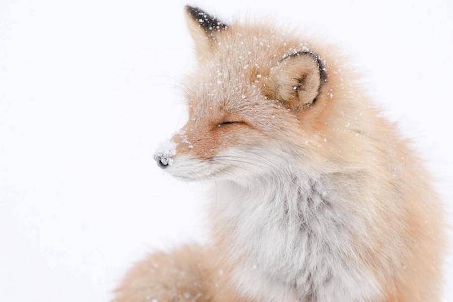 Foxes-Photography-in-Hokkaido-1-900x600.jpg