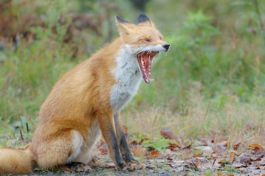 Foxes-Photography-in-Hokkaido-7-900x600.jpg