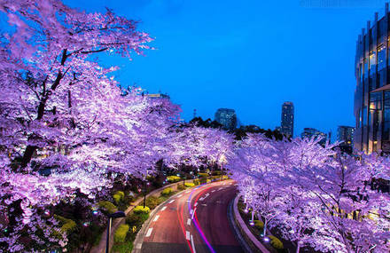 Cherry Blossom In Japan Photography