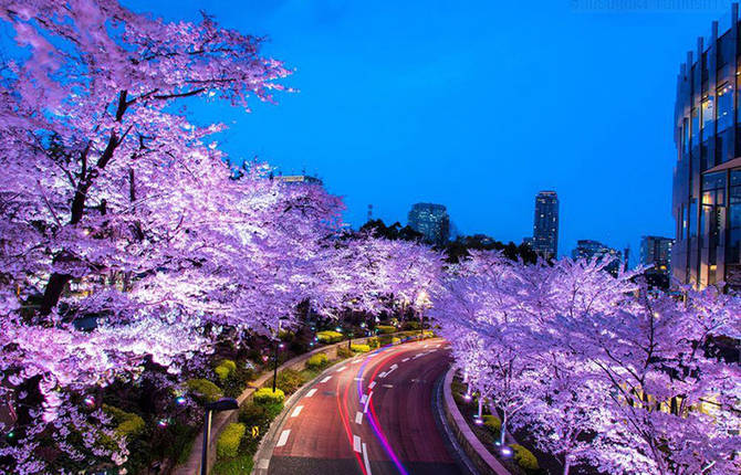 Cherry Blossom In Japan Photography