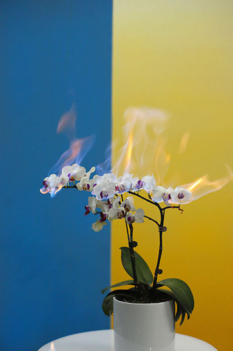 fireflowers-9