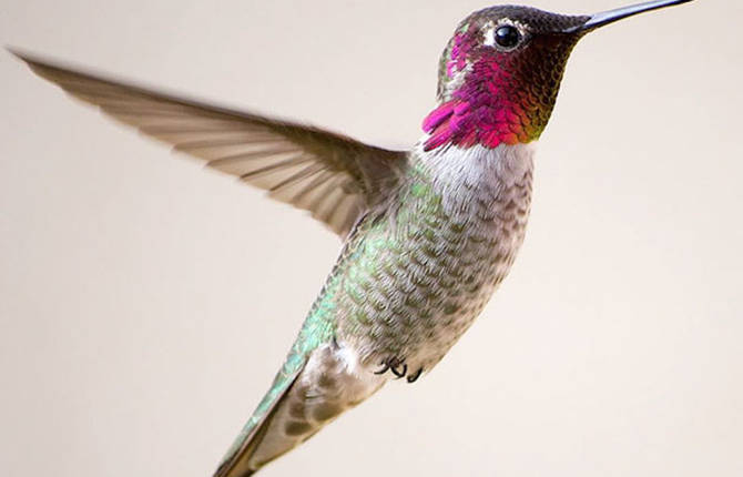 The Beauty of Humming Bird Photography